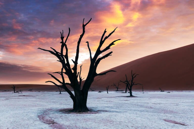 Dead Camelthorn Trees at sunset, Deadvlei, Namib-Naukluft National Park, Namibia, Africa. Dried trees in Namib desert. Landscape photography